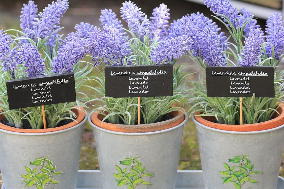 plants-that-help-sleep-lavender