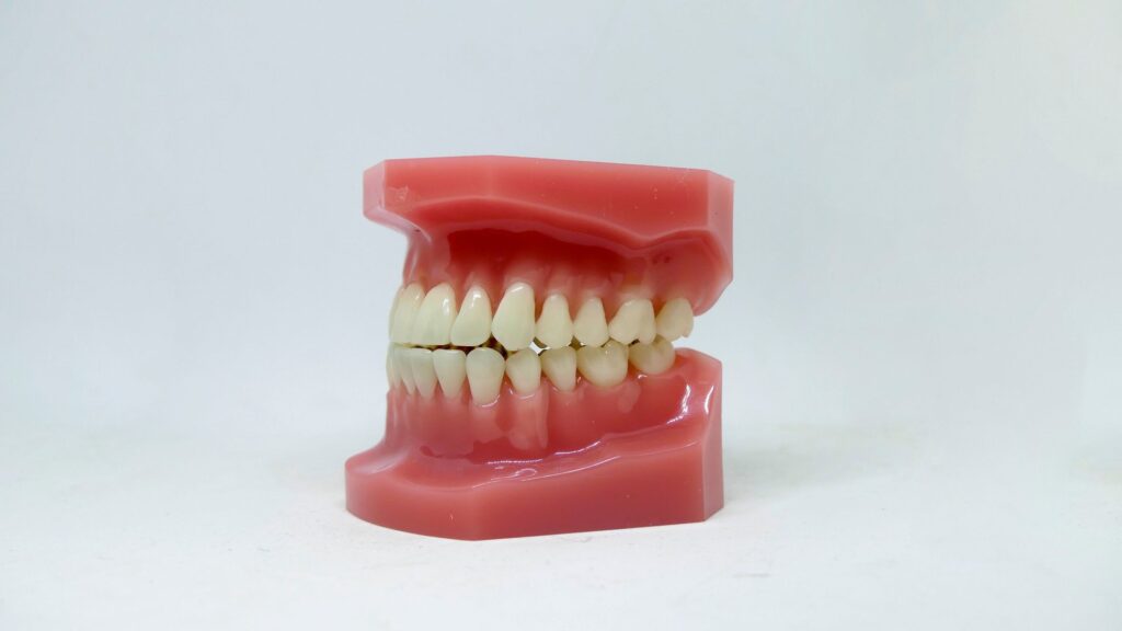 Dental model of the upper and lower teeth on a white background